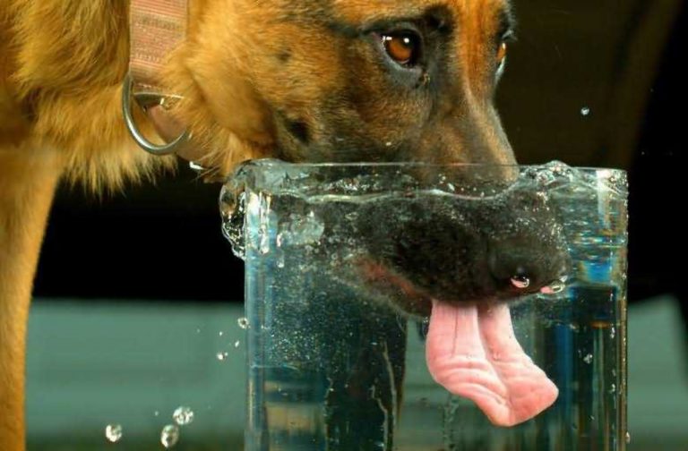 Wasser für Tiere hundeobedience.ch
